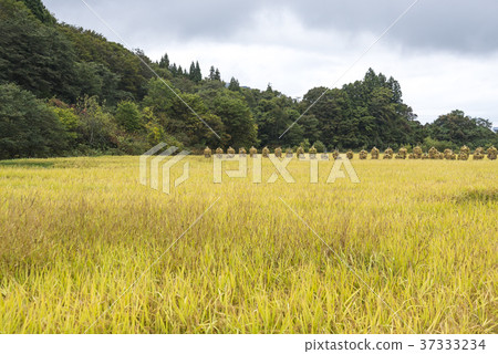 風景看烤飯和米飯乾燥 37333234