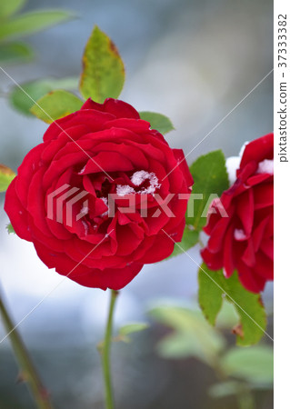 Snow on red rose 37333382