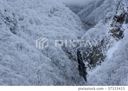 Shiga Kogen Takiman waterfall in winter 37333415