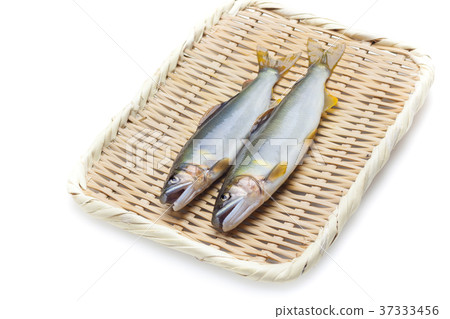 捕獲的天然香魚 37333456