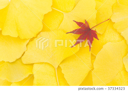 銀杏和紅葉 37334323