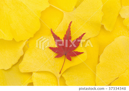 Ginkgo biloba and Momiji 37334348