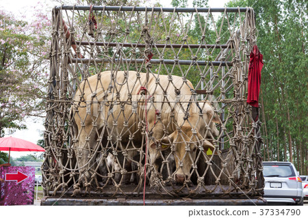 Truck Transport Beef Cattle Cow livestock 37334790