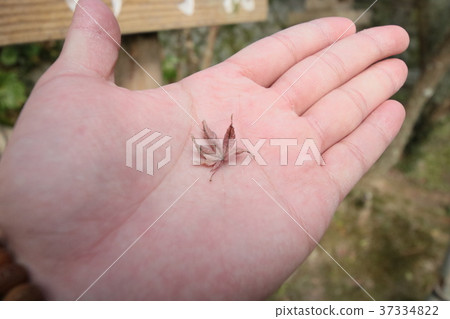 Palm maple Palm maple 37334822