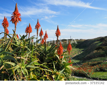 Aloe blooms Nanikizaki 37335142