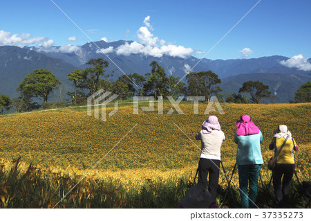 Hualien Sixty Stone Mountain Golden Needle Flower 37335273