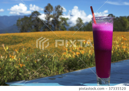 Hualien Sixty Stone Mountain Golden Needle Flower 37335520