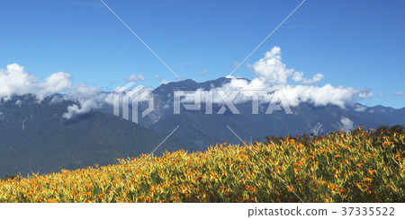 花蓮 六十石山 金針花 花蓮 六十石山 金針花 37335522