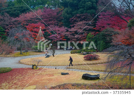 Autumn leaves of Koishikawa Korakuen Autumn leaves of Koishikawa Korakuen 37335945