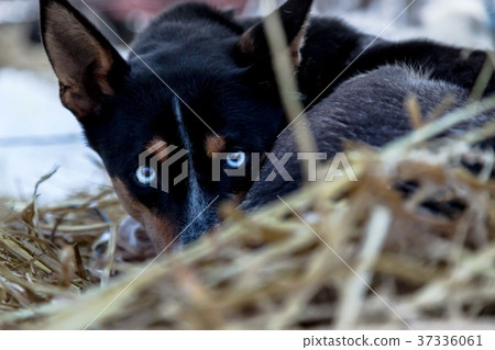 Husky Husky 37336061