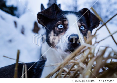 Husky Husky 37336062