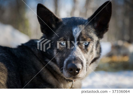 Husky Husky 37336064