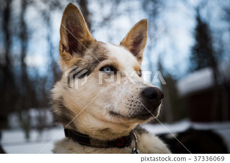 Husky 37336069