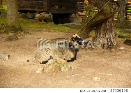 Traditional farm in Sweden 37336198