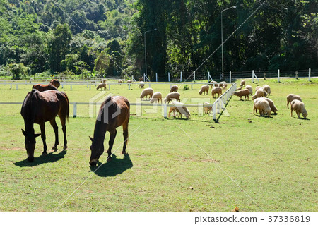 Grazing horses Grazing horses 37336819
