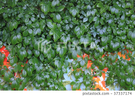 Jiaogulan lat. Gynostemma pentphyllum  37337174