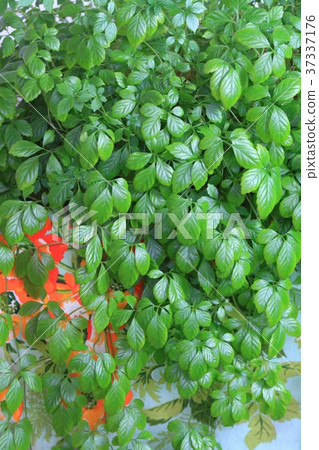 Jiaogulan lat. Gynostemma pentphyllum Jiaogulan lat. Gynostemma pentphyllum 37337176