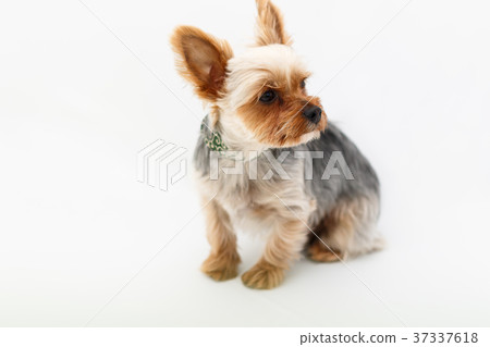 Yorkshire terrier Yorkshire terrier 37337618