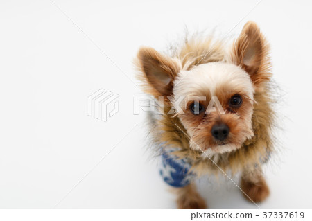Yorkshire terrier Yorkshire terrier 37337619