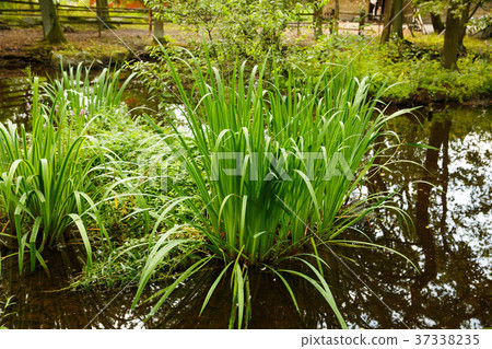 Rural scene 37338235