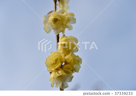 Lobai flower Lobai flower 37339233