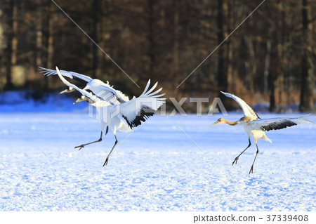 Cranberries 37339408