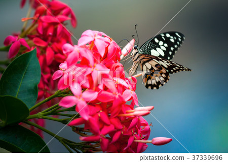 Butterfly on the red Vixora flowers 37339696