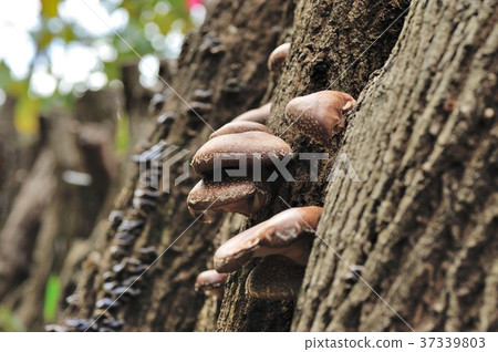 Mushroom cultivation of shiitake mushrooms 37339803