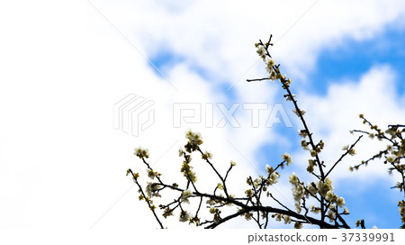 梅花 梅花 37339991