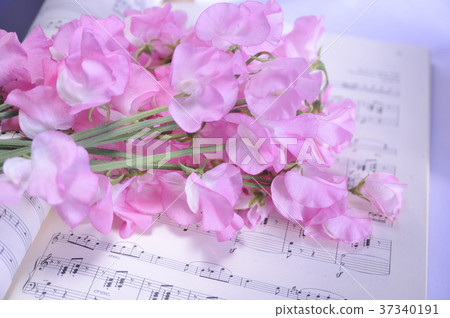 樂譜花束香豌豆花 37340191