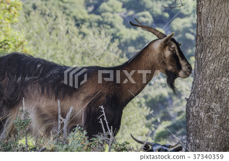 close-up profile of goat kefalonia 37340359