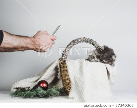 Sweet kitten in a wicker basket posing for a photo 37340365