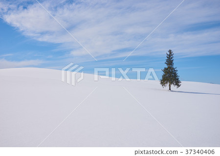 Biei Christmas tree tree Biei Christmas tree tree 37340406