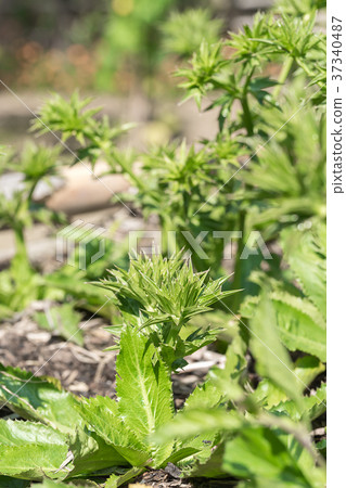 Culantro tree or Long coriander invegetable garden 37340487