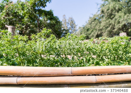 Culantro or Long coriander in vegetable garden 37340488