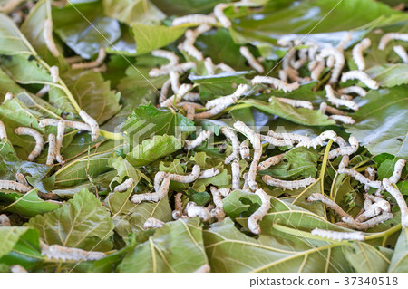 Silkworm eating mulberry green leaf 37340518