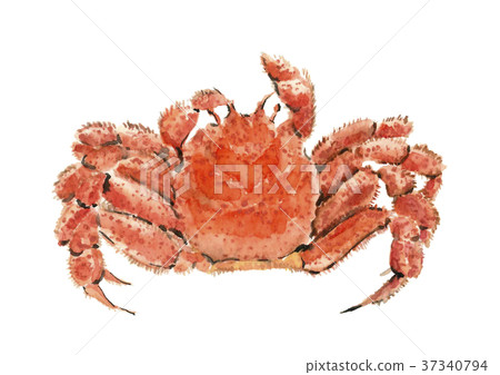 Hairy crab Hairy crab 37340794