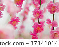 梅花 37341014