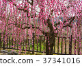 垂柳 37341016
