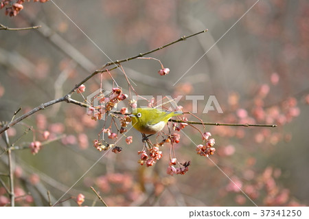 Mayumi fruit and mezzo Mayumi fruit and mezzo 37341250