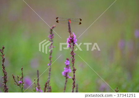 Red dragonfly Red dragonfly 37341251
