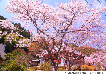 Cherry blossoms in Kozoji Temple (Hyogo prefecture Emeishan city) Cherry blossoms in Kozoji Temple (Hyogo prefecture Emeishan city) 37341841