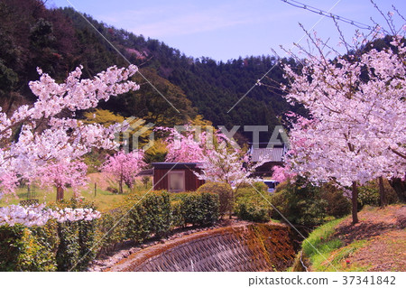Cherry blossoms in Kozoji Temple (Hyogo prefecture Emeishan city) Cherry blossoms in Kozoji Temple (Hyogo prefecture Emeishan city) 37341842