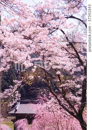 Cherry blossoms in Kozoji Temple (Hyogo prefecture Emeishan city) Cherry blossoms in Kozoji Temple (Hyogo prefecture Emeishan city) 37341843