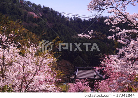 Cherry blossoms in Kozoji Temple (Hyogo prefecture Emeishan city) Cherry blossoms in Kozoji Temple (Hyogo prefecture Emeishan city) 37341844