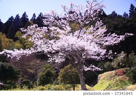 Cherry blossoms in Kozoji Temple (Hyogo prefecture Emeishan city) 37341845