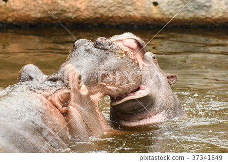 Hippo father and daughter Hippo father and daughter 37341849