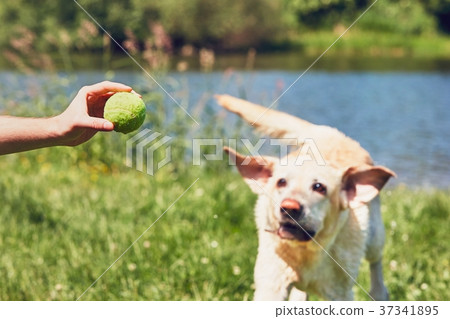 Dog running for tennis ball 37341895