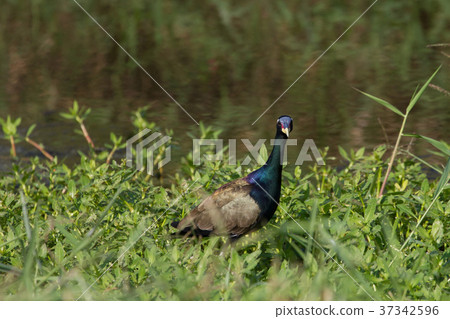 Bronze-winged Jacana bird walking in the nature Bronze-winged Jacana bird walking in the nature 37342596