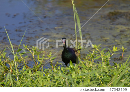 Bronze-winged Jacana bird walking in the nature 37342599